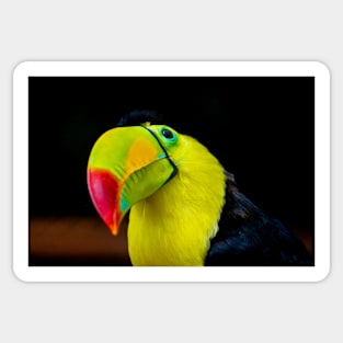 cli toucan 2 Sticker